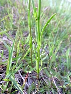 マツバウンランの茎と葉