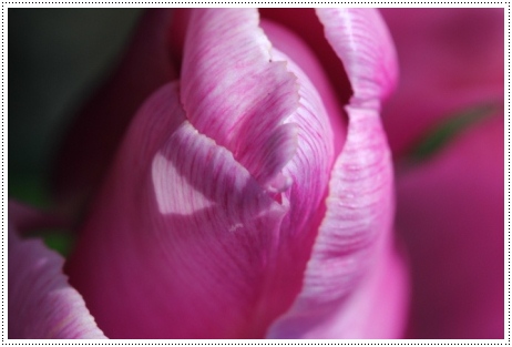 チューリップ-4 13.4.27