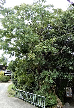 ムクロジ (1).JPG