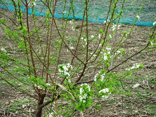 プラムの花.jpg
