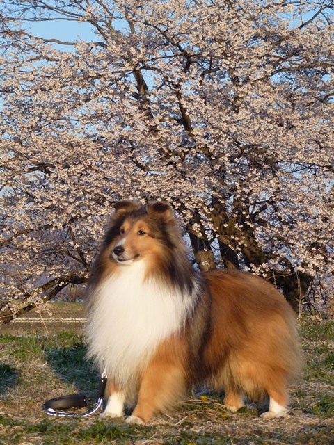 P1020392 - コピー.JPG