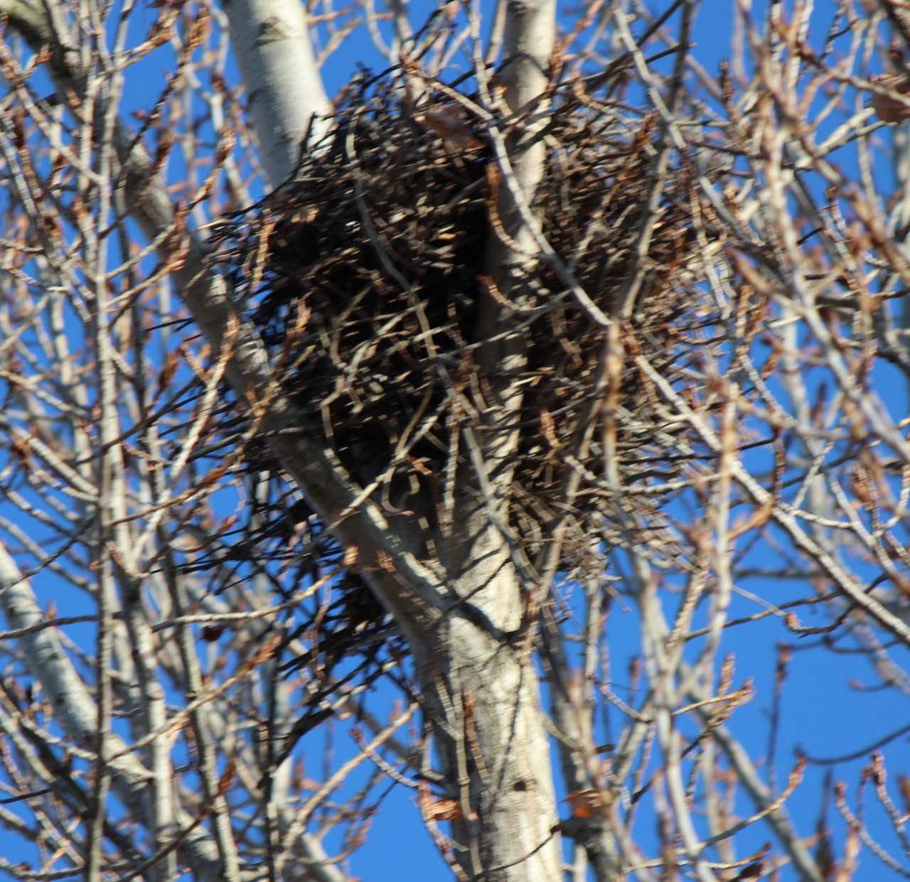 カラスの巣 つれづれ日記 楽天ブログ