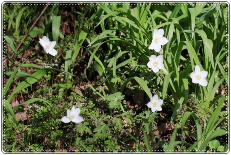 樹木公園-17 イチリンソウ-3 13.4.28