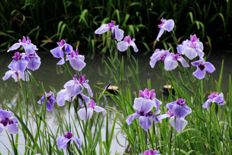 菖蒲園_004.jpg