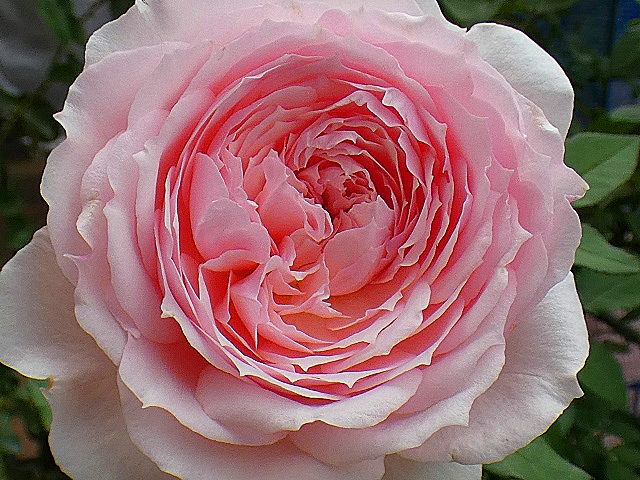 今日の秋バラ～夜の調べ、みさき、ルージュピエール、ボレロ、ホワイトクリスマス、アオイなど11品種 バラの美と香りを求めて 楽天ブログ