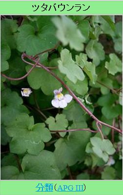 ツタバウンナン