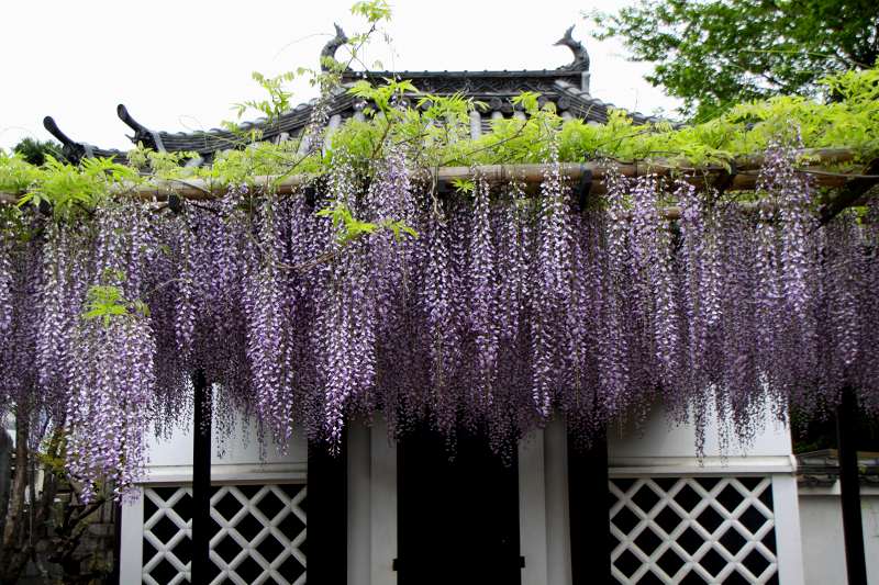 葛井寺_4-2.jpg