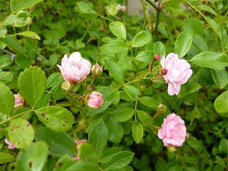P1060545ss.jpg