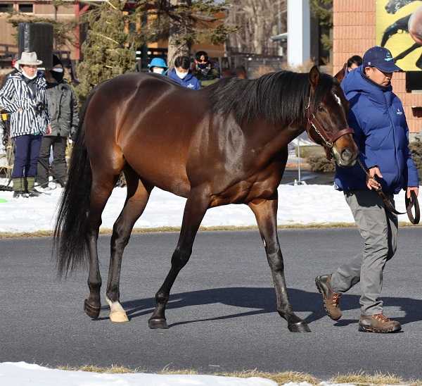北海道 なまらふるやっち 地方競馬の魅力を楽天競馬スペシャルアドバイザーの古谷剛彦氏が熱く語ります 楽天ブログ