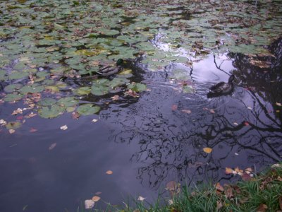 CIMG4315 (400x300).jpg