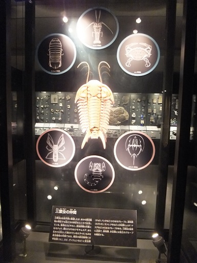 三葉虫.jpg