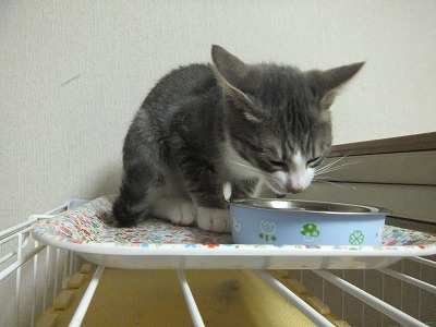 オーちゃん