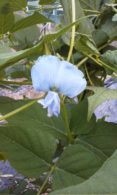 121009_花.jpg