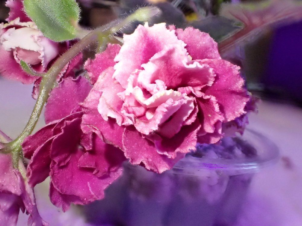 セントポーリア　☆LE-Rosa Vetrou(Rose of winds )☆ Ukrainian  1⁄21 LE-ROZA VETROV(ROSE OF WINDS)\u200b\u200b／セントポーリア／ウクライナ