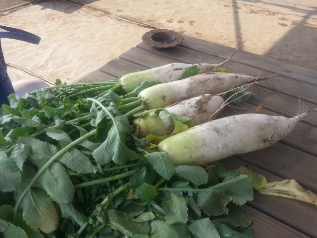 20130526大根.jpg