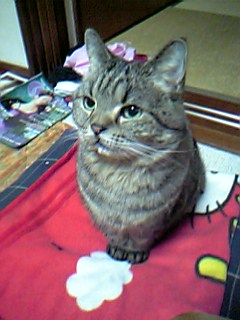 ねこちゃん.jpg