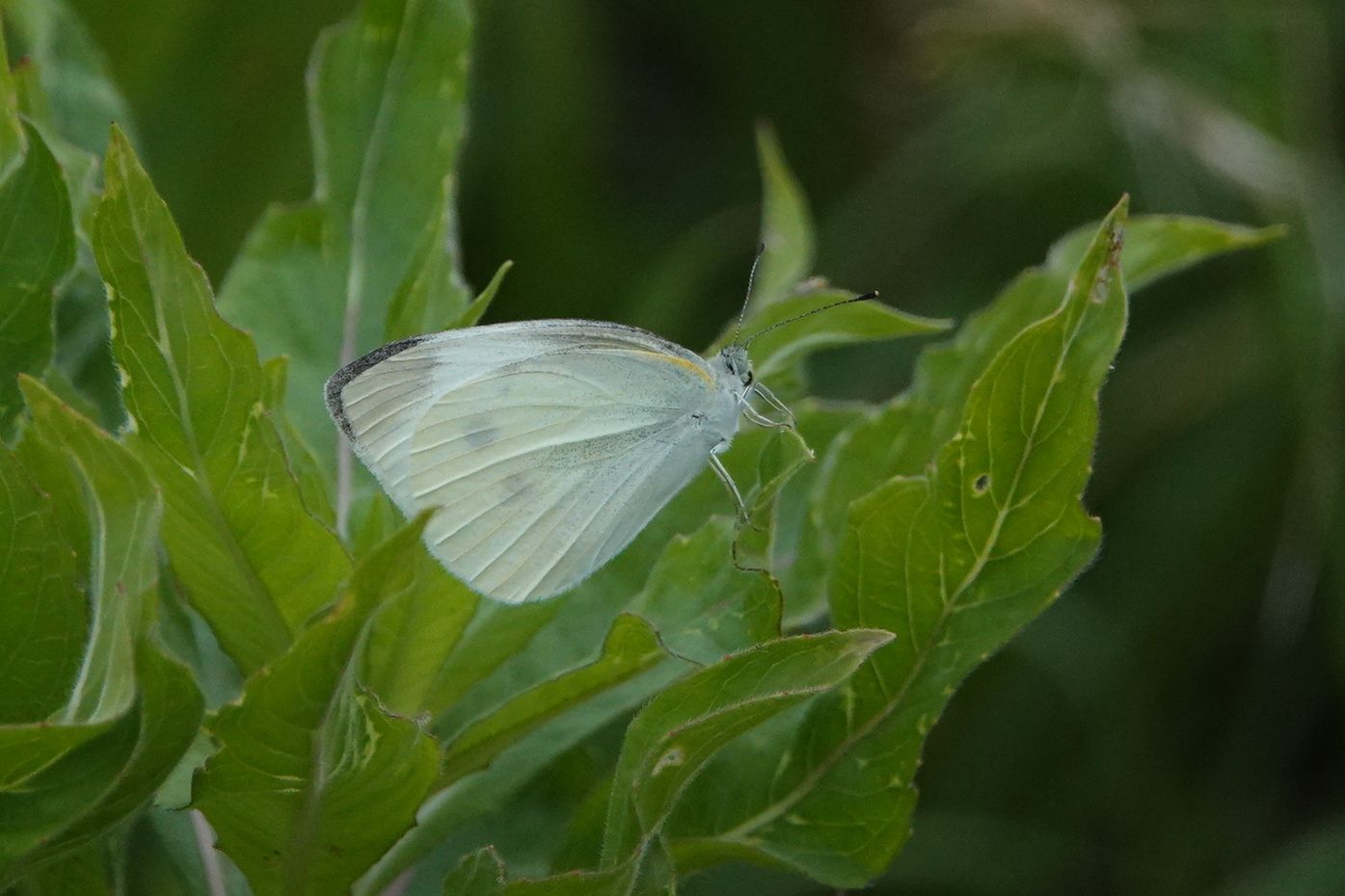 9ページ目の 季節 アウトドア親爺の徒然日記 楽天ブログ