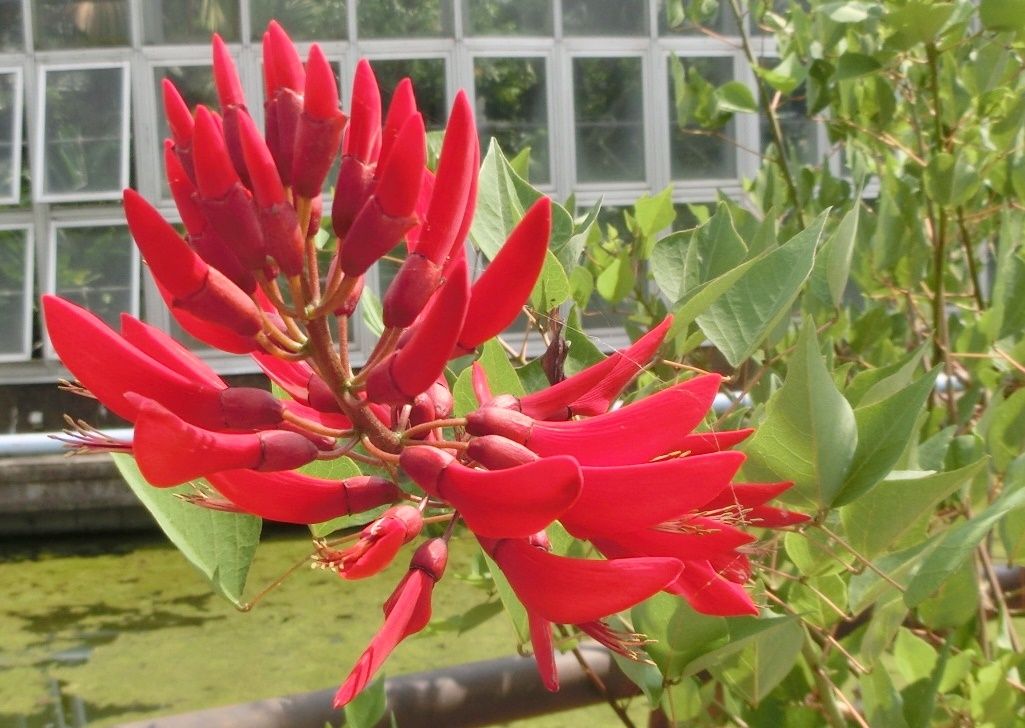 京都府立植物園の花 ポリゴヌム サンゴシトウ ビヨウタコノキ だい のひとりごと 楽天ブログ