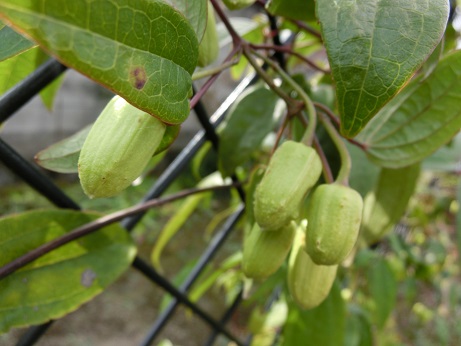 冬咲きクレマチス