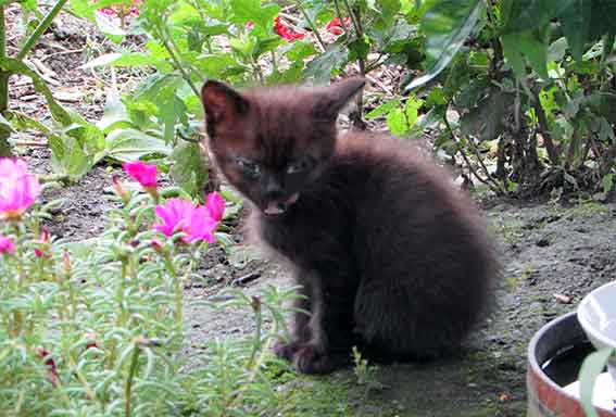 我が家のニャンコ♪2016/6/30--3