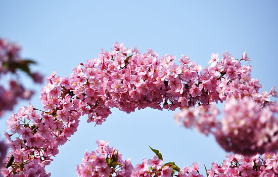 桜４