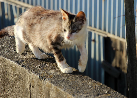我が家のニャンコ♪2014/04/07-3