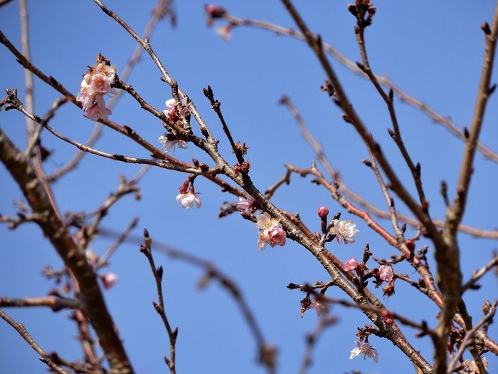 十月桜2