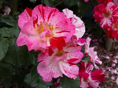 20160530_144837 (400x300).jpg