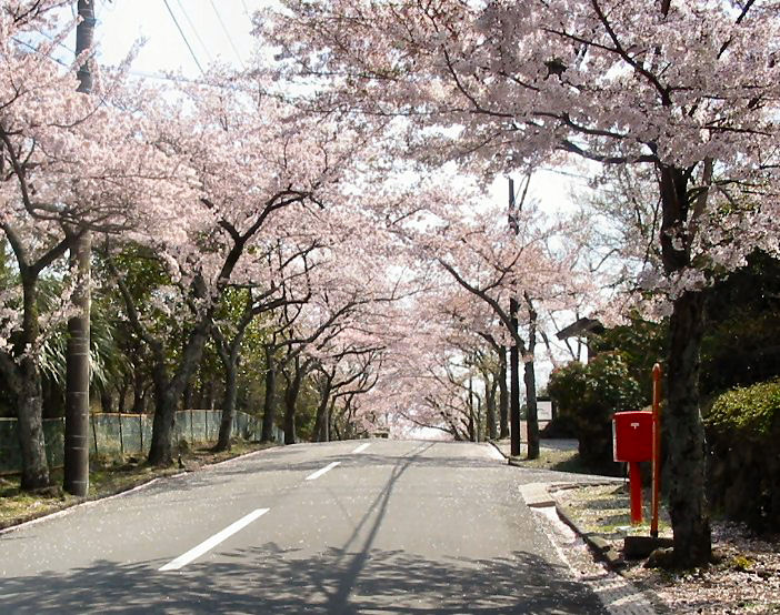 ４月９日ホテル伊豆高原から望む桜並木