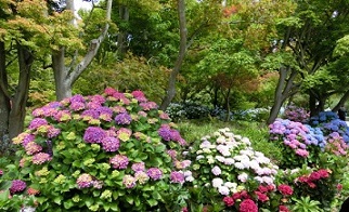 nzajisai