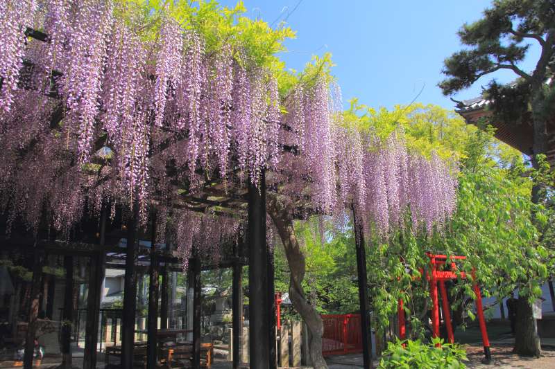葛井寺の藤_005.jpg