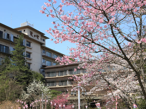 満開の桜～辻のや花乃庄～
