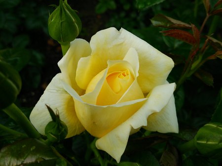 1バラ園黄バラ２450.jpg