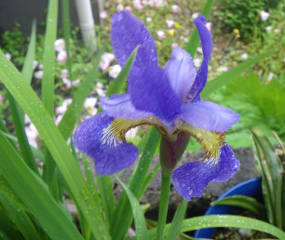菖蒲