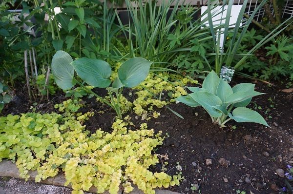 18年5月のガーデニング その1 ハッピーグランパのガーデニング 楽天ブログ