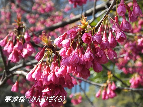 浜離宮恩賜庭園にて