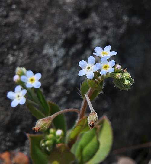 キュウリグサの花咲く 二代目館長日記 楽天ブログ