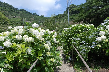 s-DSC_0405.jpg
