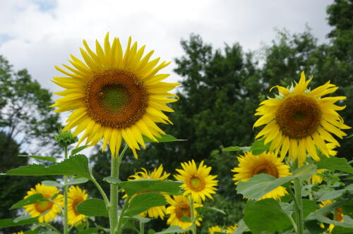 花の丘のヒマワリ