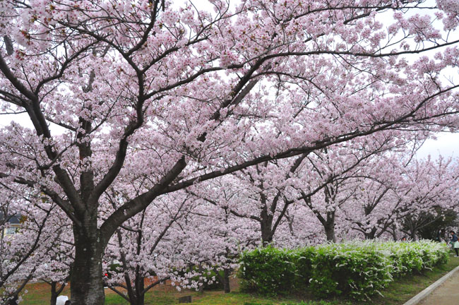 桜４