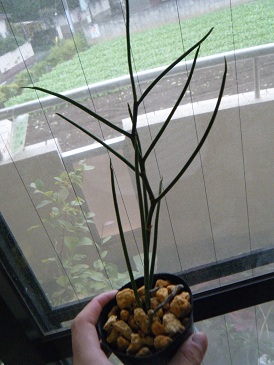 ムンディー鹿沼土植え.jpg