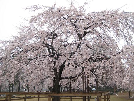 祇園垂れ桜