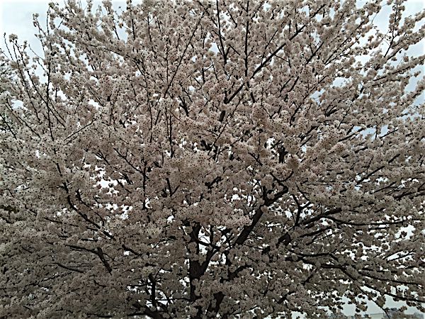 rblog-20150403222235-01.jpg