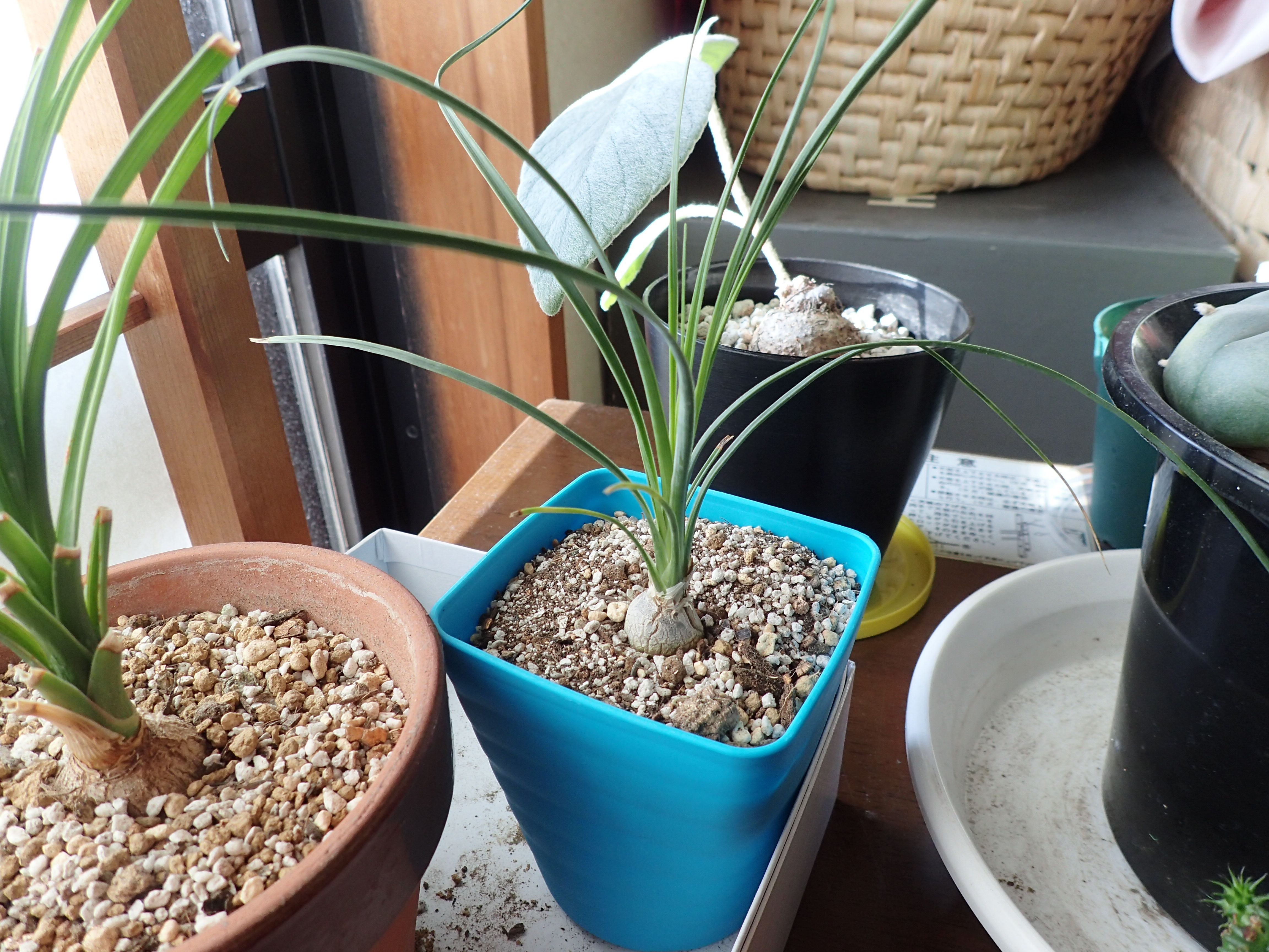 ボーカルネア・グラキリス | パピヨンの植物成長日記 - 楽天ブログ