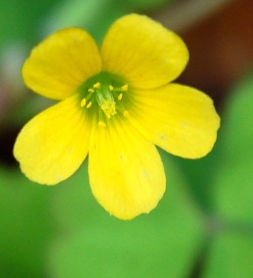 8月3日のカタバミの花 二代目館長日記 楽天ブログ