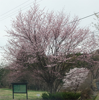山形38.jpg