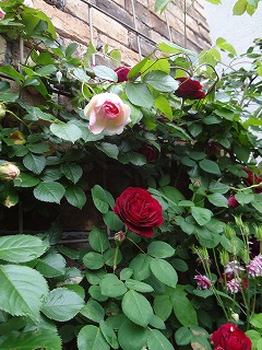 DSC05149.jpg