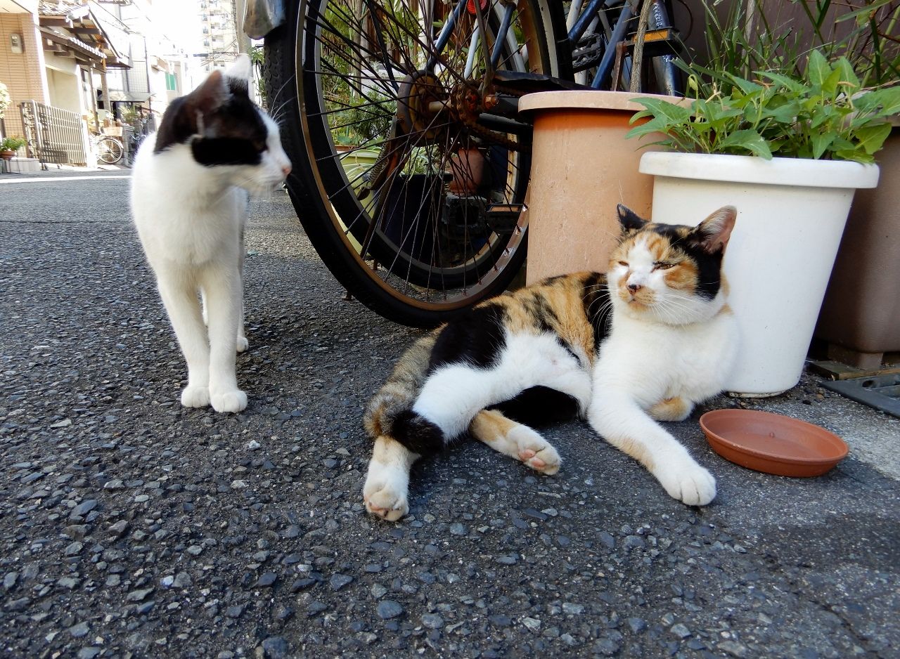 三者三様の鳴き声 の巻 人さまのネコ 楽天ブログ