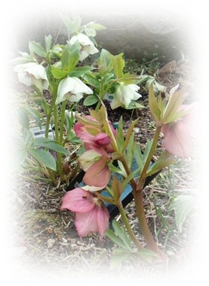 地植えクリロー２０１２年.jpg