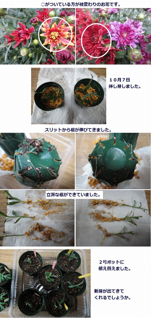 枝変わりのガーデンマムの挿し芽